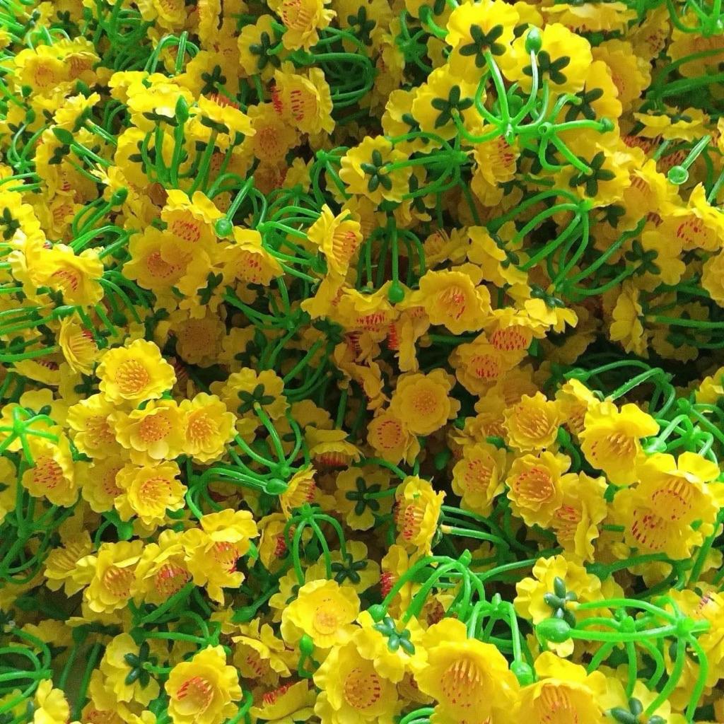 Hoa mai CHÙM cân (1kg)