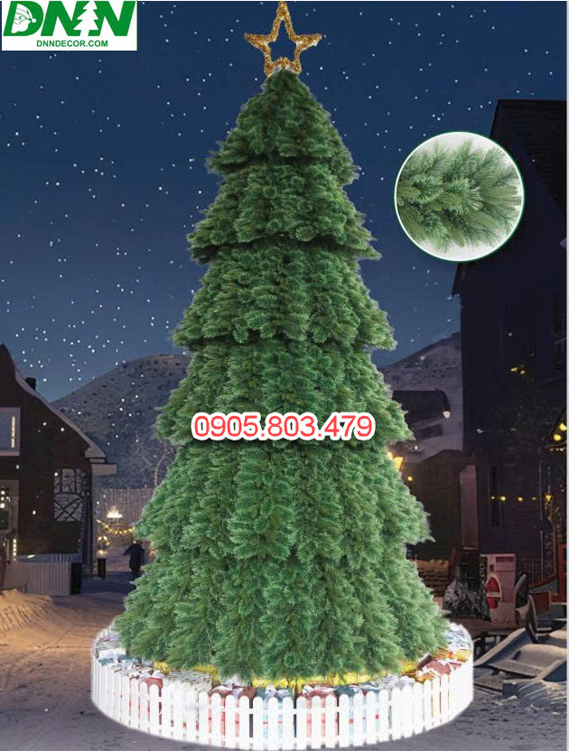 CÂY THÔNG CƯỚC NỞ HOA CAO TỪ 4M3 ĐẾN 12M3