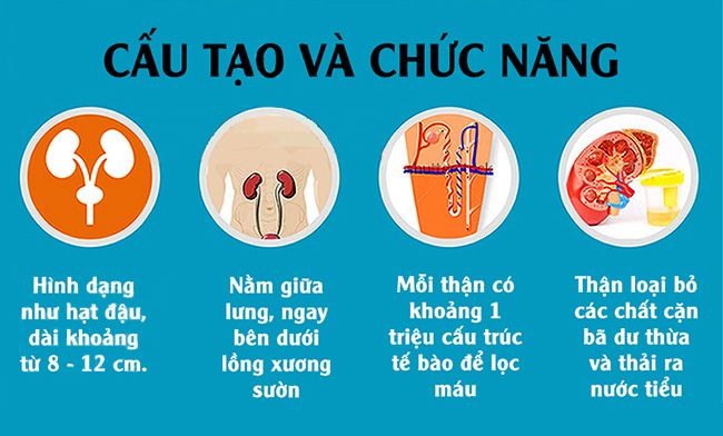 Kiến thức về thận và biểu hiện của thận hư