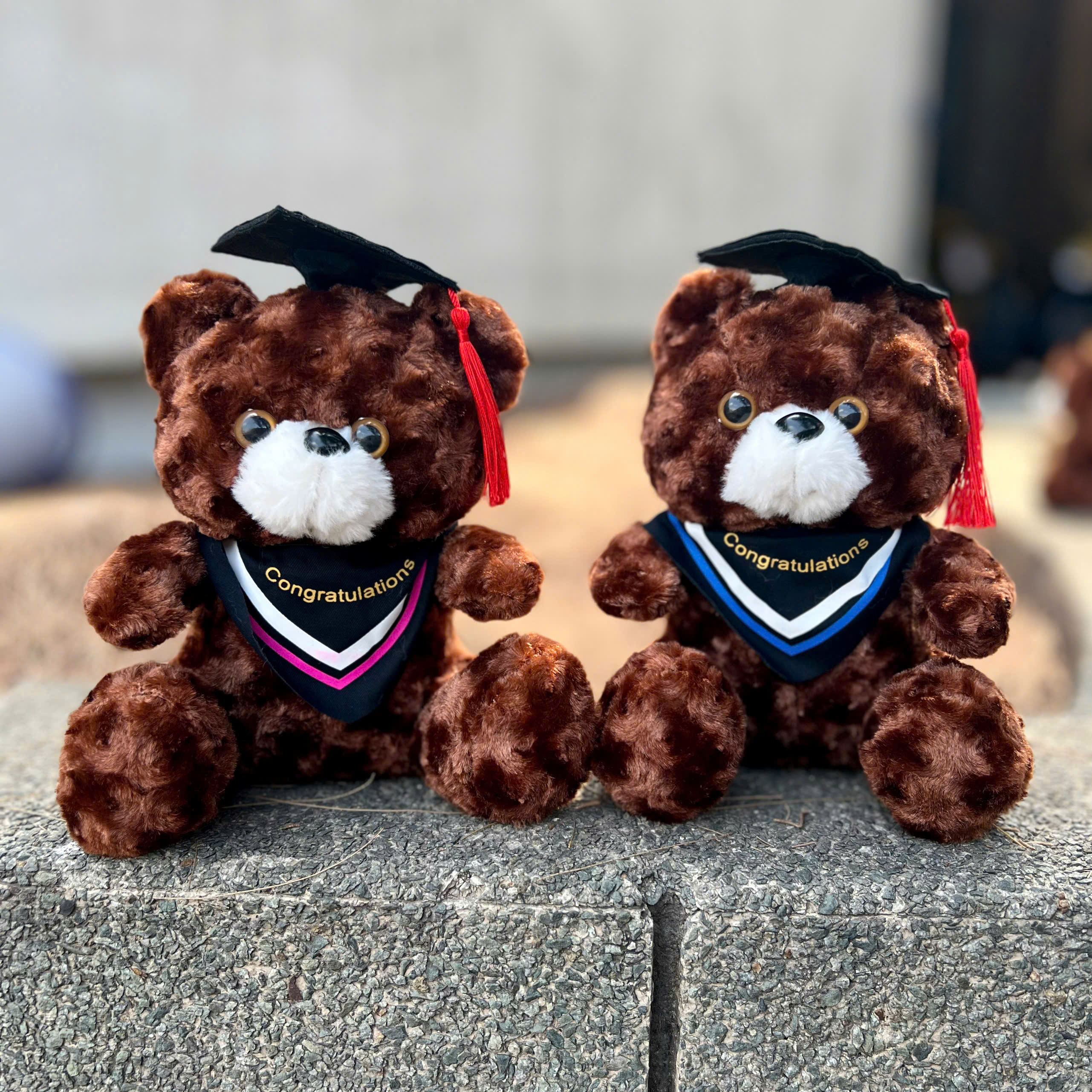 Gấu tốt nghiệp teddy choàng khăn TC - Nâu đậm - 20140