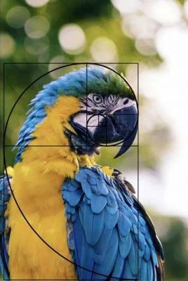 Tổng hợp các bố cục trong nhiếp ảnh