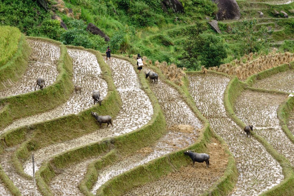 5 Days Ha Giang & Hoang Su Phi Private Trekking Expedition