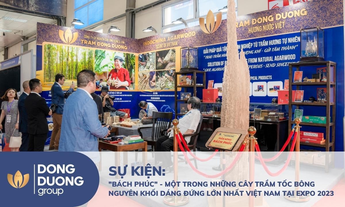 EXPO 2023: Trầm Đông Dương mang tới một trong những cây Trầm Tốc Bông dáng đứng lớn nhất Việt Nam