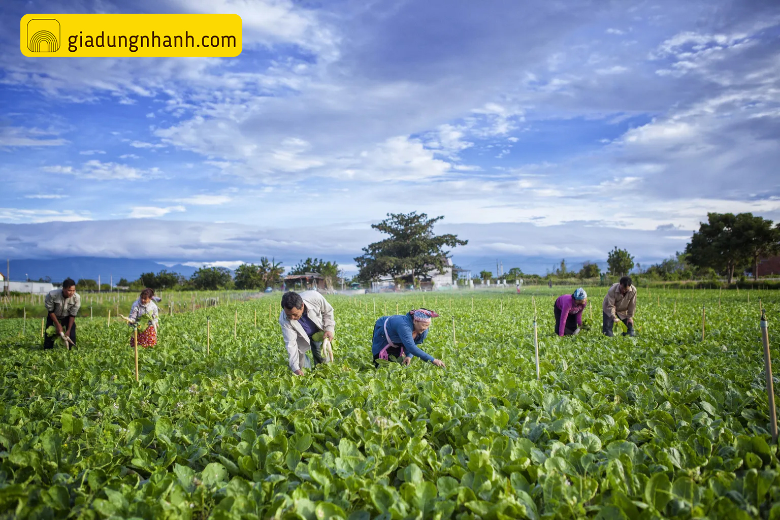 Những ưu thế khi kinh doanh ở nông thôn với vốn 100 triệu