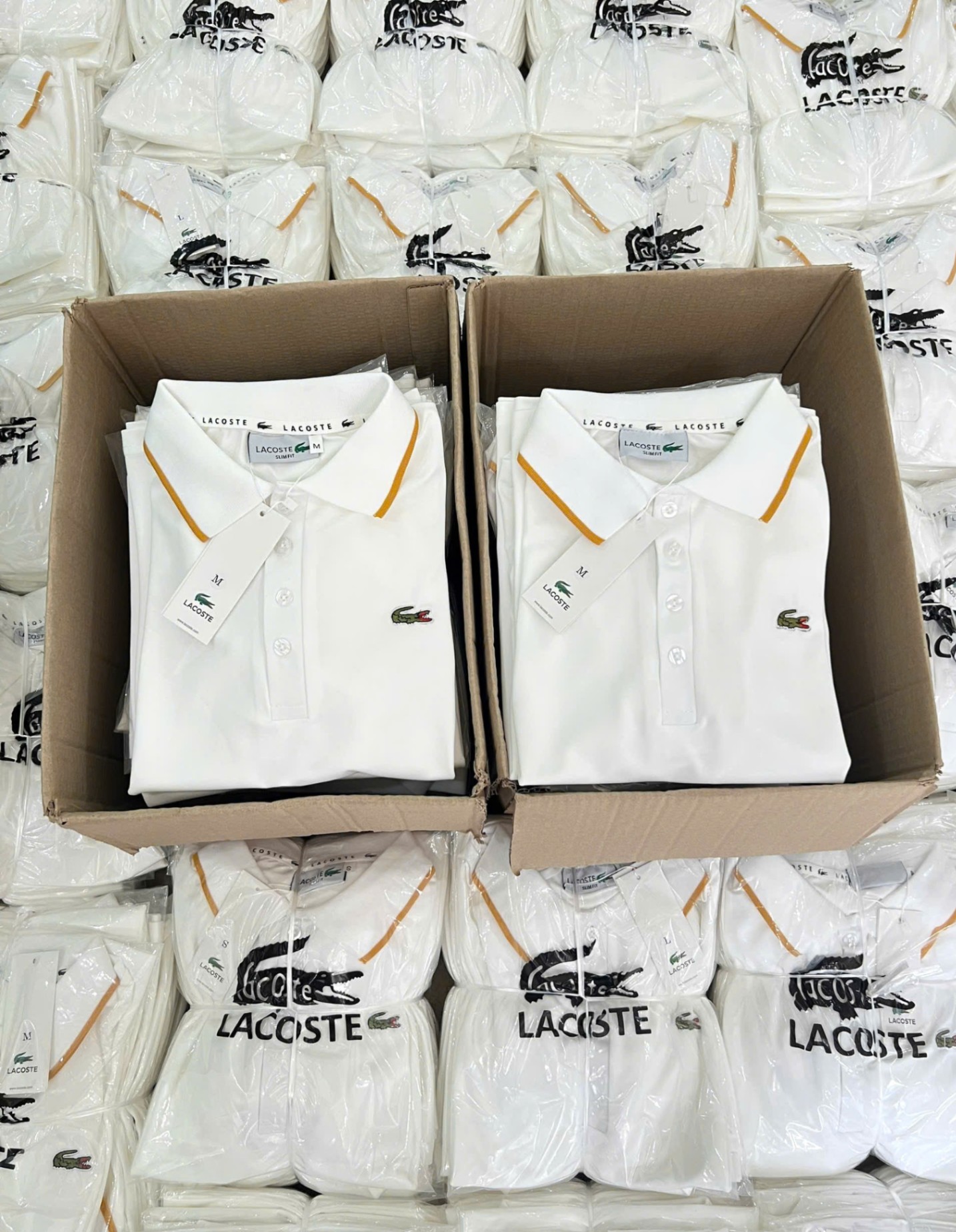 Y4566-ÁO POLO NỮ LASCOTE TRẮNG CỔ VIỀN VÀNG