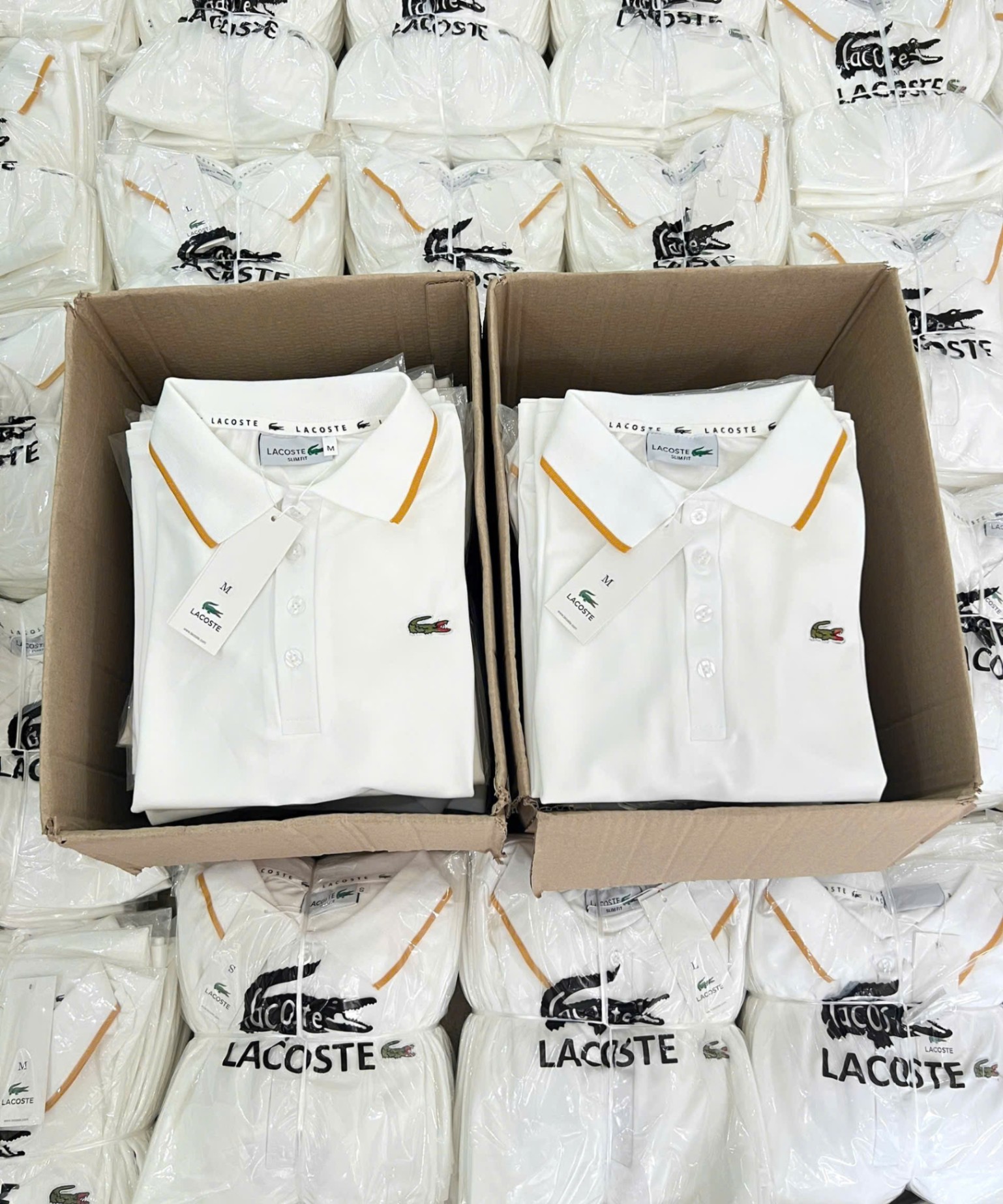 Y4566-ÁO POLO NỮ LASCOTE TRẮNG CỔ VIỀN VÀNG