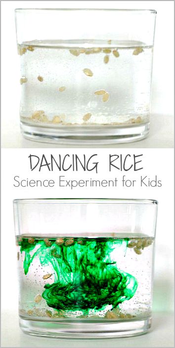 Thí nghiệm Hạt gạo nhảy múa the dancing rice experiment