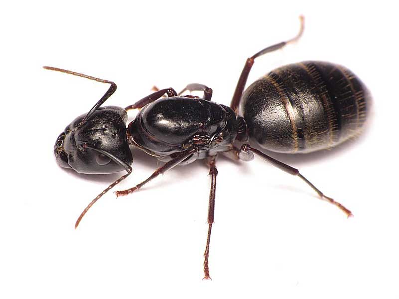 Kiến thợ mộc Camponotus Pennsylvanicus