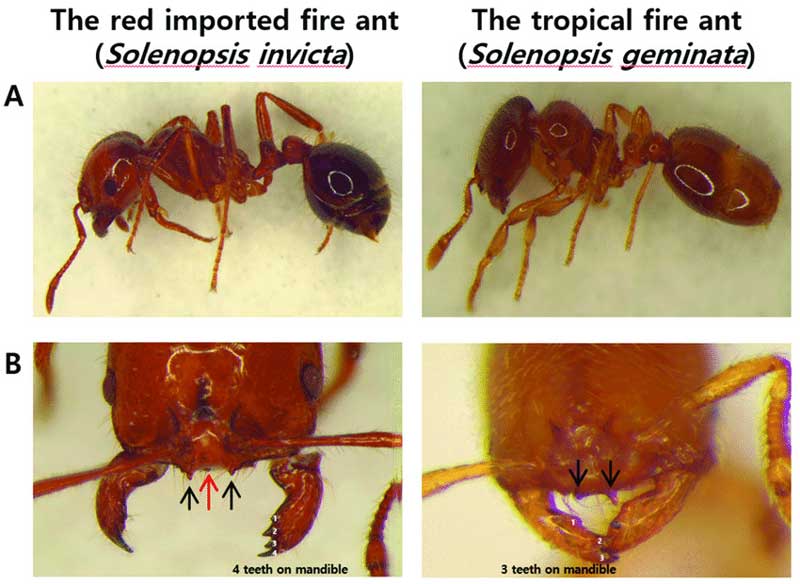 Kiến lửa Solenopsis