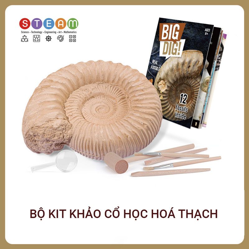 Bộ kit khảo cổ học - Size lớn 12 mảnh hoá thạch Big Dig