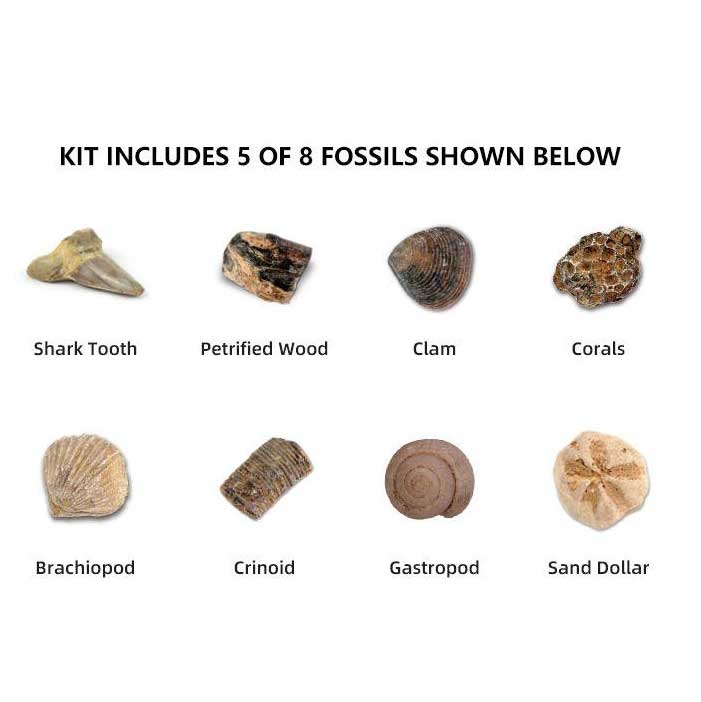 Đồ chơi Bộ Kit Khảo cổ học Hóa Thạch fossil excavation kit