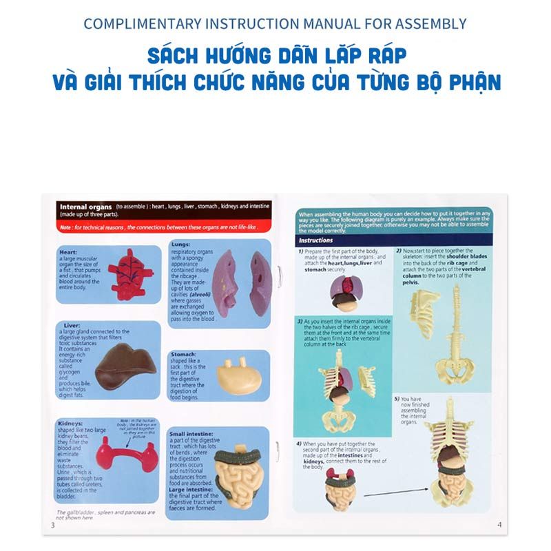 Bộ lắp ráp STEM bộ phận cơ thể người The Human Body