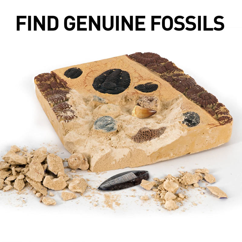 Đồ chơi Khảo Cổ học 15 Hóa Thạch National Geographic Mega Fossil Dig Kit