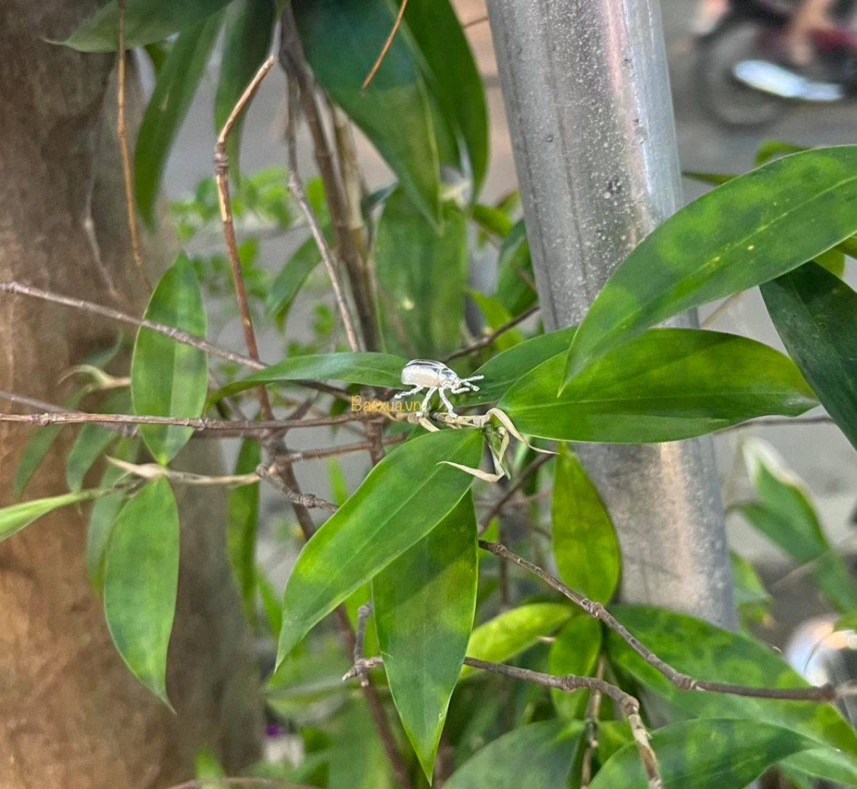 Bọ Cánh Cứng 3d bạc nguyên chất 99