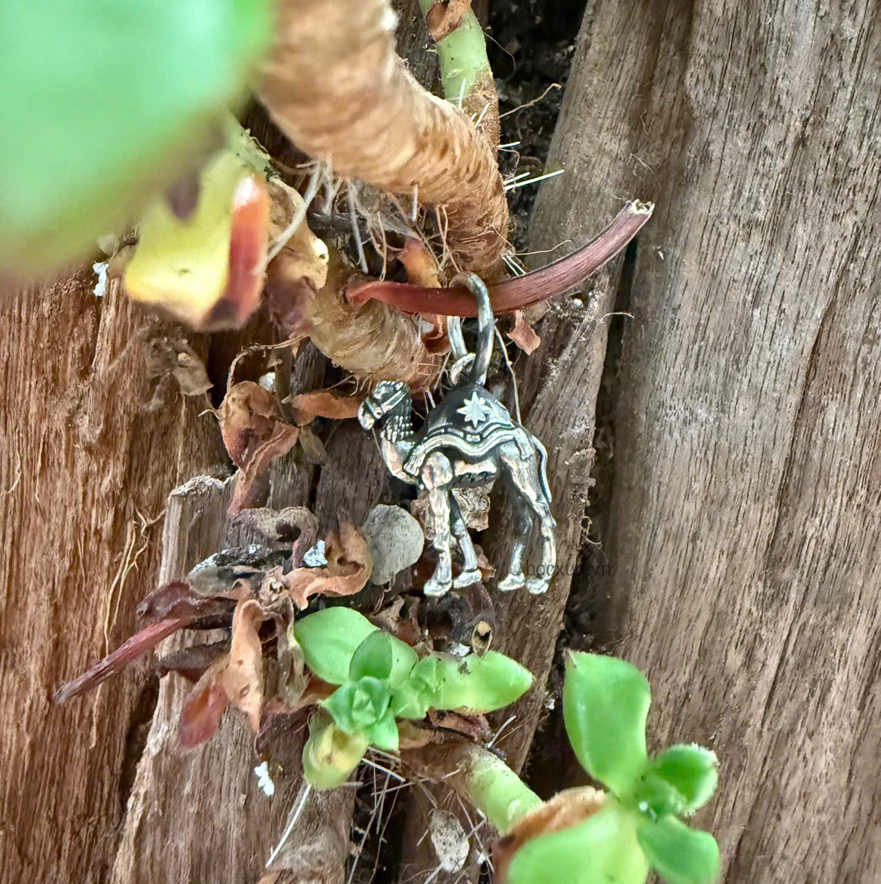 Charm lạc đà bạc nguyên chất 99