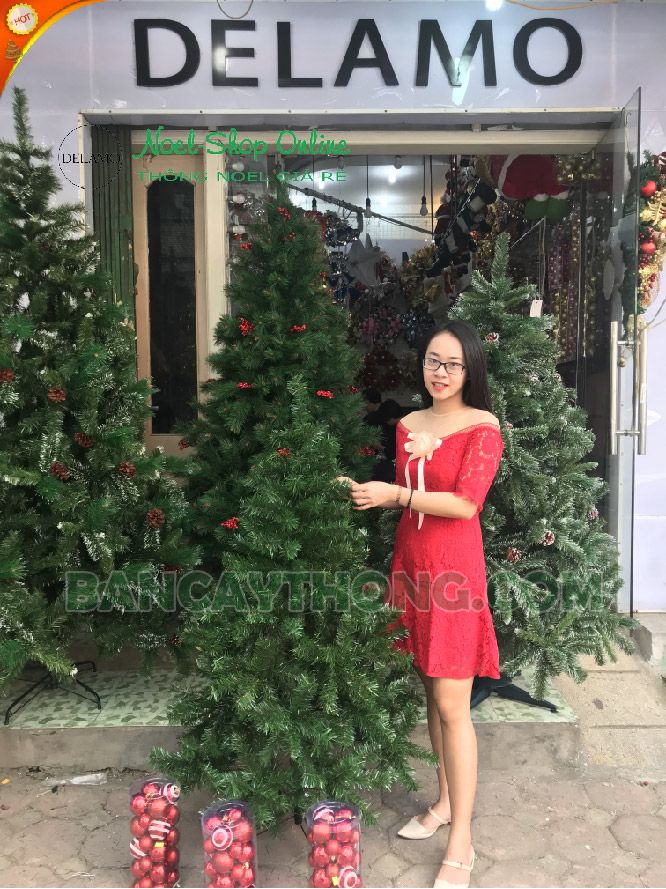 Cây thông 1.5m dày lá chân sắt