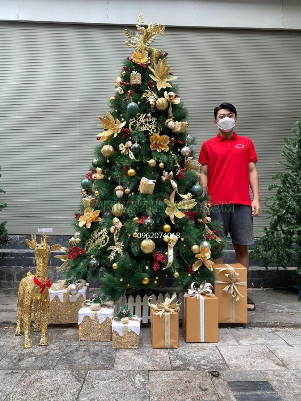 mua cây thông noel cho hầm rượu vang 30.10.2023