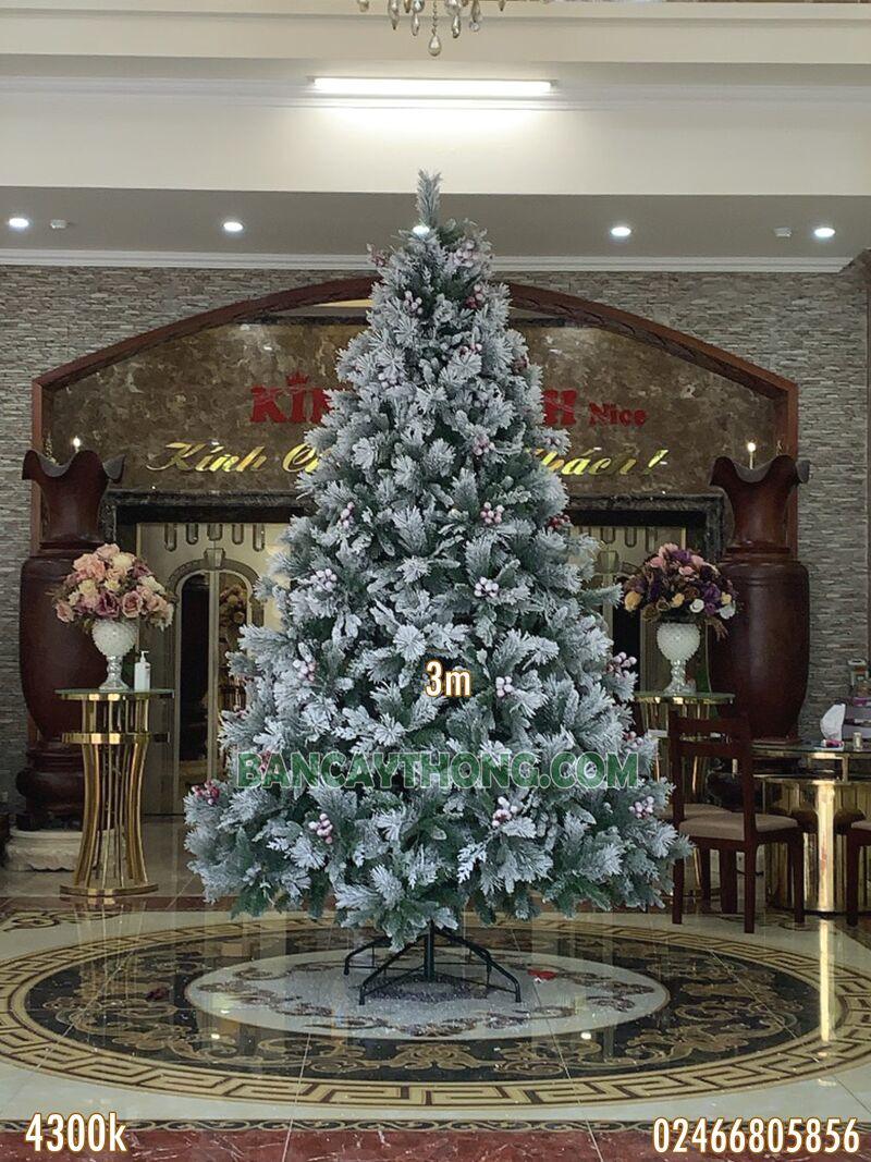 mua cây thông noel cho hầm rượu vang 30.10.2023