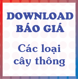 Tải về báo giá các loại cây thông noel