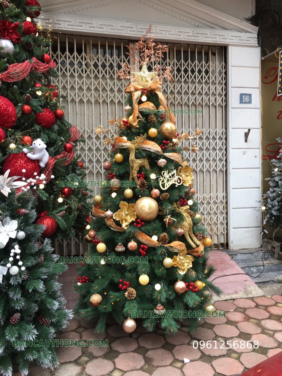 Cây thông noel lá kim cước đầu vàng YHN 8 cao 2m4