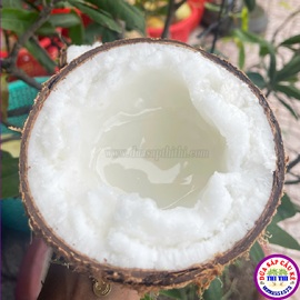 Dừa Sáp Loại 1 - Đặc Sản Nổi Tiếng Trà Vinh