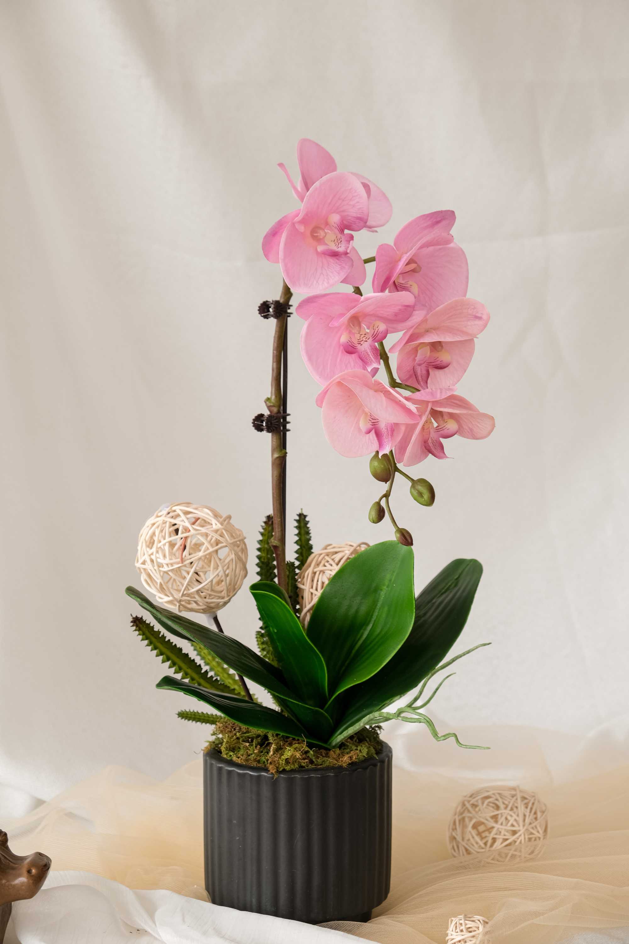 Hoa lan hồ điệp - Hoa 20 11 ý nghĩa