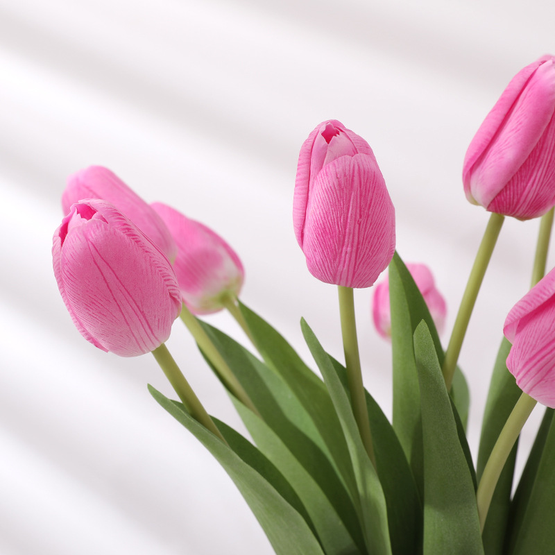 Hoa tulip hoa ngày 8 3 ý nghĩa