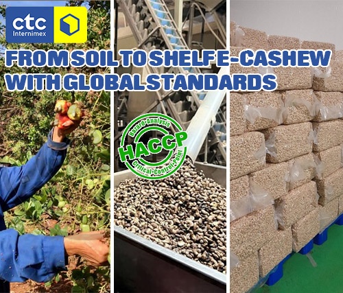 The Cashew Processing Journey From Farm To Final Product Meeting International Standards
