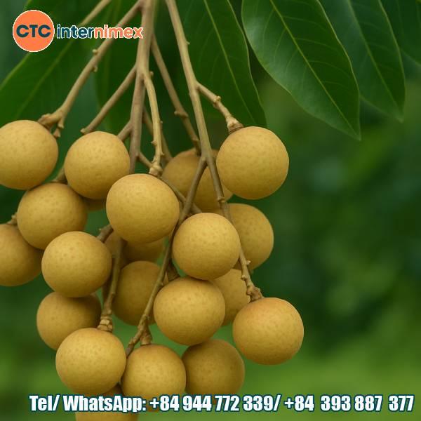 Vietnamese Longan: The Sweet Gem from the Mekong Delta Fruit Region