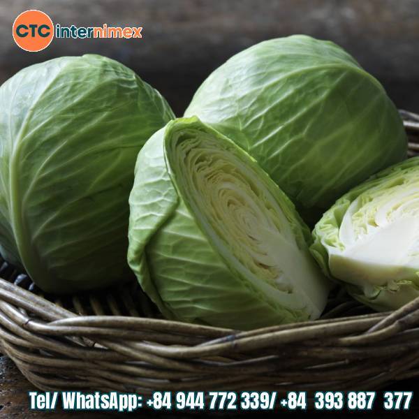 Vietnamese Cabbage Exports: A Fresh & Reliable Supply for Global Demand