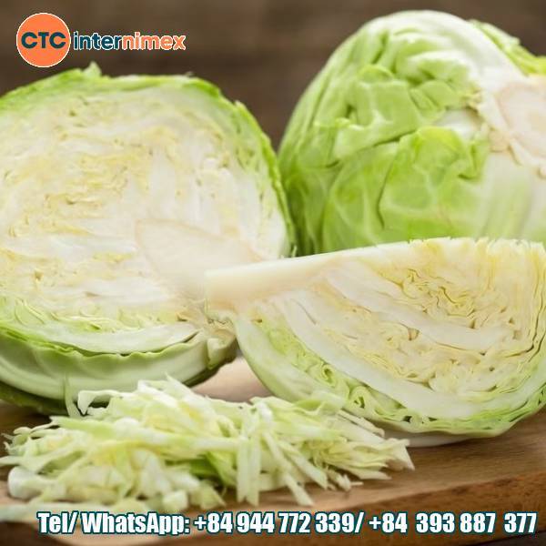 Vietnamese Cabbage Exports: Premium Quality At Competitive Prices Expanding Reach In The Global Market