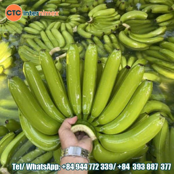 Cavendish Banana Exports: Competitive Advantages And Challenges