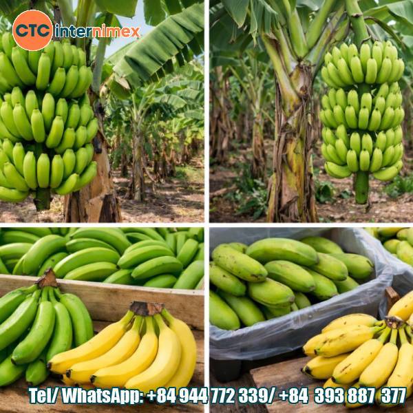 F1 Vs F2 Bananas In Export Banana Production | Vietnam Banana Exports