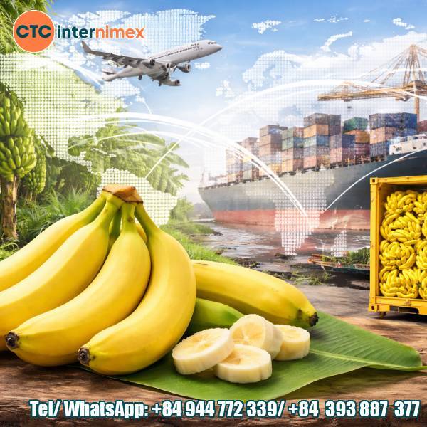 Why Cavendish Bananas Are The World’s Leading Export Banana Variety
