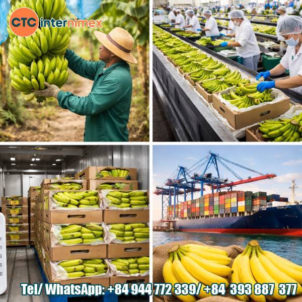 Supplying Fresh Cavendish Bananas For Export In Compliance With International Standards