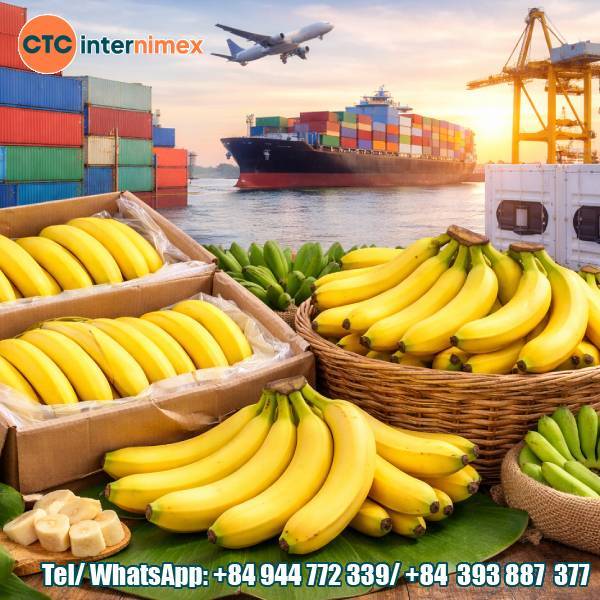 Vietnam Cavendish Banana Export Trends In 2026: Opportunities For B2B Importers