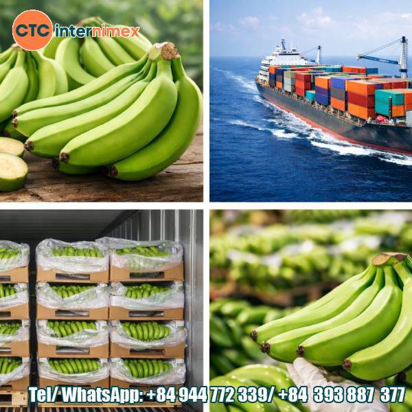 Green-Ripe Fresh Cavendish Bananas – An Optimal Solution For Long-Distance Sea Transportation