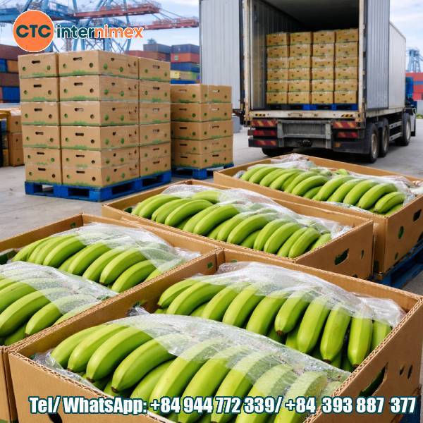 Fresh Cavendish Bananas Packed In Carton Boxes – Ready For Container Shipment