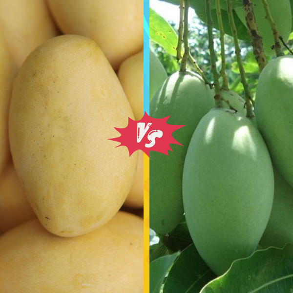 Cat Chu vs. Cat Hoa Loc: Which Vietnam Mango Suits Your Processing Needs?
