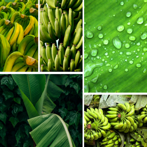 Cavendish Banana Export To Dubai From Vietnam