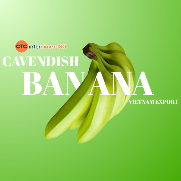 Cavendish Banana Sourcing Vietnam: 40-Day Shelf-Life Solutions