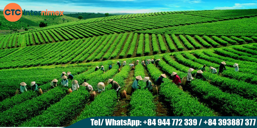 Exporting-Vietnamese-Tea-Diverse-Flavors-amp-Sustainable-Farming_tea Viet Nam export.jpg