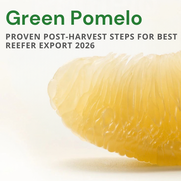 Green Pomelo: Proven Post-Harvest Steps for Best Reefer Export 2026