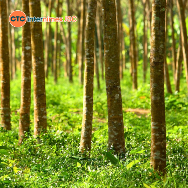 Reliable Vietnam Firewood Exporter | Bulk Acacia & Rubberwood