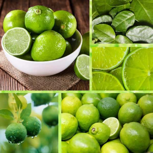 Seedless Lime Supplier for Dubai Importers | Bulk Export