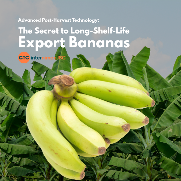 Strategic Banana Sourcing: How Advanced Post-Harvest Solutions Secure Your Supply Chain