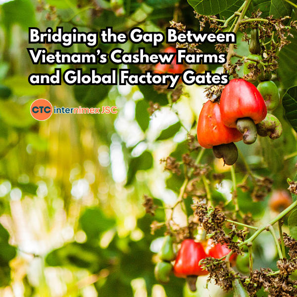 Strategic Cashew Sourcing 2026: Why Logistics and Compliance are the Real Game-Changers