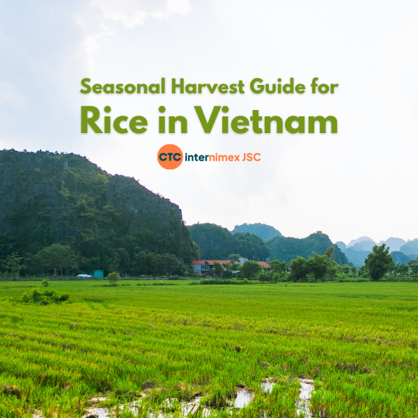 Strategic Sourcing: Navigating the Vietnam Rice Crop Calendar for Maximum ROI