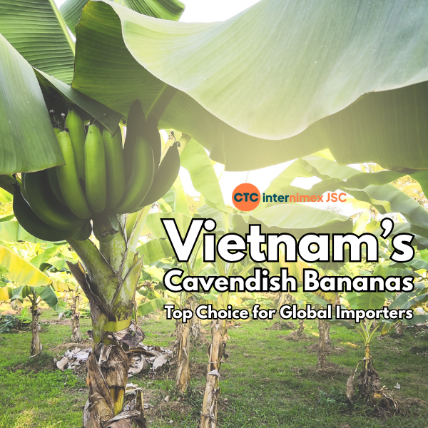 Strategic Sourcing: Why Global Distributors are Switching to Vietnam for Bulk Cavendish Banana Supply