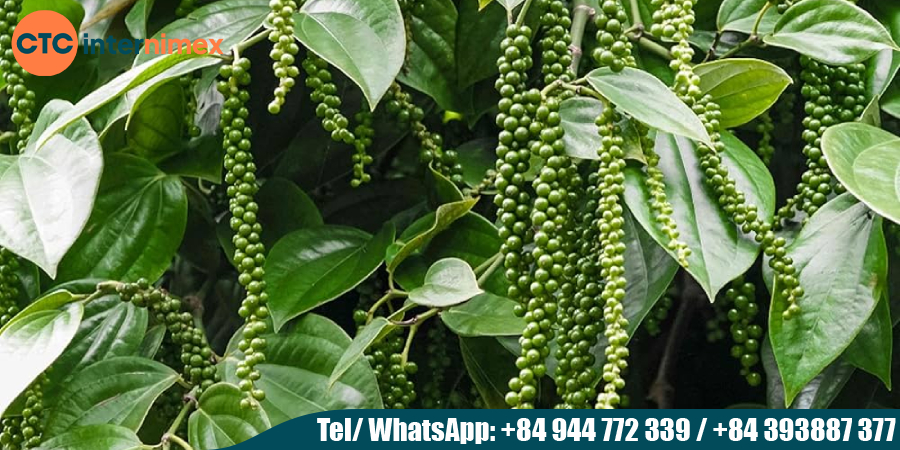 The-King-of-Spices-Dominating-the-Global-Market_tiêu Việt Nam xuất khẩu.jpg